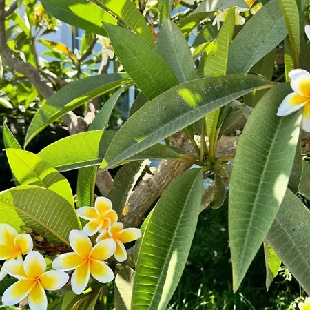 Appartement High Comfort Sea View Long Iskele District (Northern Cyprus)